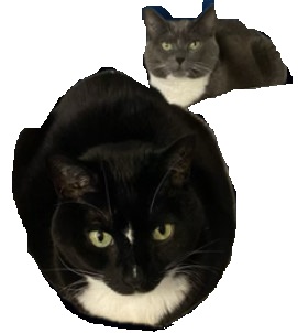 cats